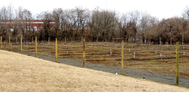 Finished compost is used as amendment in a 2-acre orchard planted with fruit-bearing trees. The orchard is behind a maximum security facility in the complex.