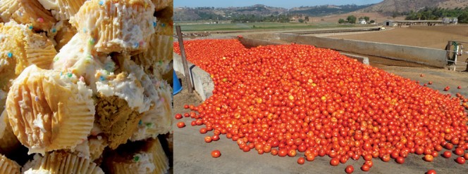 Suppliers of food scraps fed to the dairy herd include bakeries, bread factories, produce packaging facilities and breweries (cupcakes and tomatoes shown).