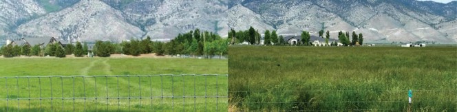 A crop trial was recently completed on an 18-acre grass pasture using Full Circle’s “specialty mineral” compost applied at less than a quarter-inch in depth. The pasture with no compost is on left; the pasture with compost is shown on right. 