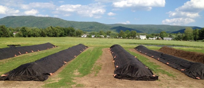 Black Bear accepts food scraps, yard trimmings, food-soiled paper and BPI-certified compostable plastic products. Active windrows are covered with ComposTex’s compost fleece.