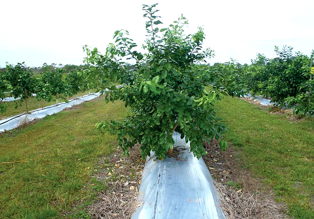 Compost is being tested in a grapefruit orchard in trials comparing conventional practice using plastic mulch at the base of the trees (above) versus applying compost as a mulch. After 2.5 years, the trees with compost show, on average, a 38 percent increase in trunk diameter.