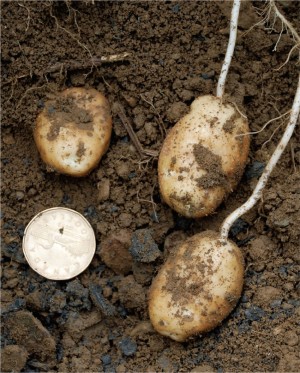  The average yield of potatoes grown in compost-amended soil (above) has increased by 15 to 20 hundred weight per acre.