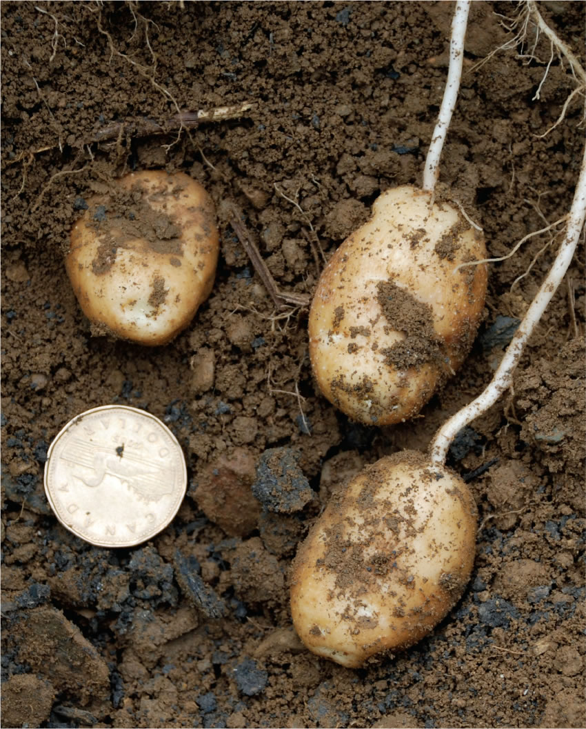 The average yield of potatoes grown in compost-amended soil (above) has increased by 15 to 20 hundred weight per acre.