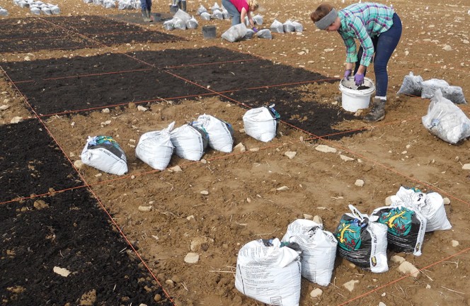 Plot-scale tests are assessing impacts of compost from various sources (in bags) on potato productivity, availability of nutrients, soil quality and ability to suppress soil-borne diseases.