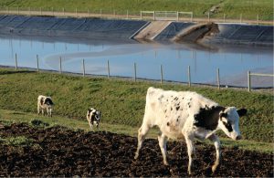 Digested liquid manure is pumped into a storage pond and is land applied on crop fields by both drag hose and tanker haul.