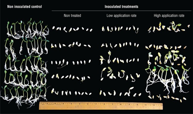 Figure 1. Microbial seed treatment using freeze-dried compost on cucumber shows a dose response in the rate of application when attempting to suppress Pythium damping-off. 