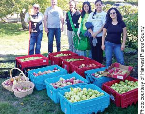 Fruit Scouts monitor urban fruit trees. When ripe, harvest leaders recruit volunteers, who carpool to the trees with equipment to do the picking. Harvested fruit is brought to food banks.