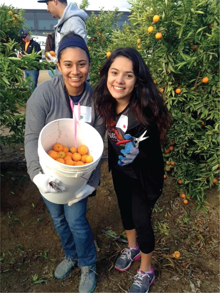 Student volunteers assist with gleaning fruit trees in Fresno.