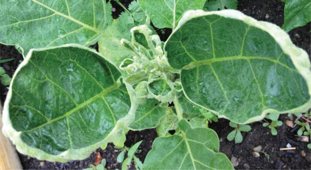 Phytotoxic herbicide impacts such as the curling and twisting of plant leaves appeared in Summer 2012 in gardens in the Burlington area that had been amended with compost.