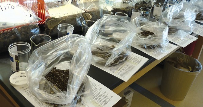 The University of Vermont Plant Diagnostic Clinic developed replicated compost bioassays to test a total of 163 samples from 12 composting facilities.