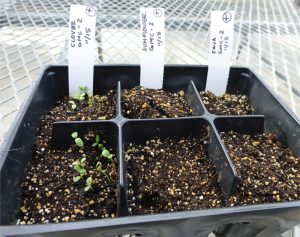 All compost samples and positive controls were mixed 50:50 with a germinating mix. Bioassays included planting of 3 indicator plants — red clover, fava beans and oats.