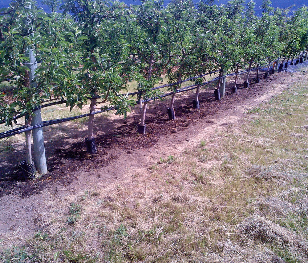 Compost was applied to apple trees in the Okanagan Valley (first row of trees above).