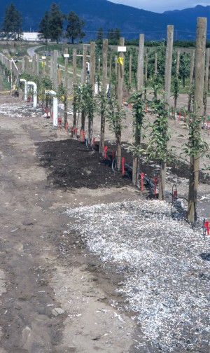 An experiment with very young apple trees includes surface application of shredded paper mulch (foreground) and the City of Kelona’s Ogogrow compost, which is visible in the next plot.