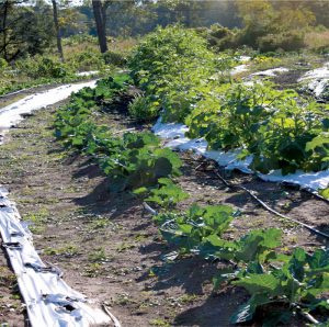 Sweetgrass Garden study finds freshwater fish-based compost provides protection from disease and greater yields.