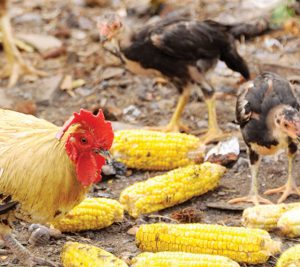 Prevention Controls cover operations feeding recycled food scraps to livestock.