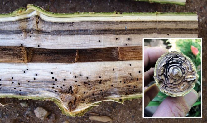 Examples of damage caused by polyphagous shot hole borer.