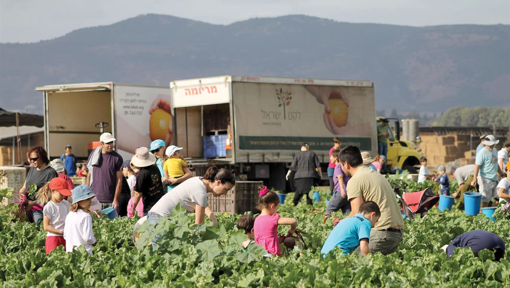 In 2014, thousands of volunteers and dozens of paid pickers gleaned 20 millions pounds of leftover fruits and vegetables.