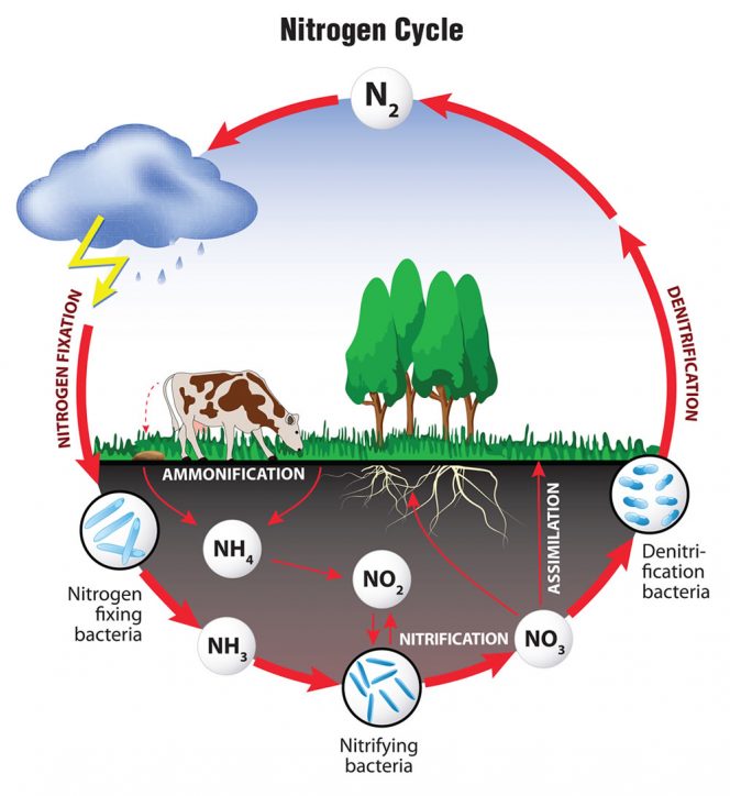 Nitrogen Cycle