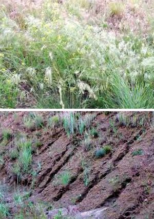 Highway slope stabilization research in Washington State evaluated compost’s performance for erosion control and vegetation establishment (with compost (top) and no compost (below).