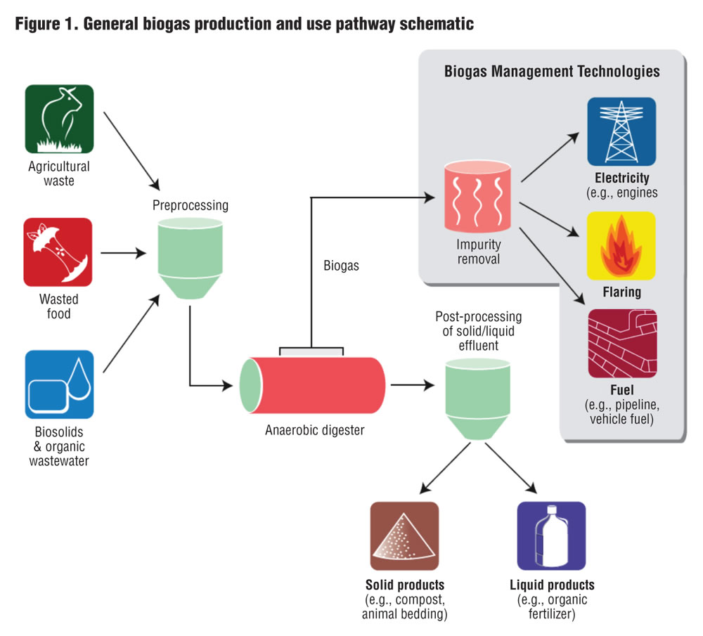 Figure 1. General biogas production and use pathway schematic