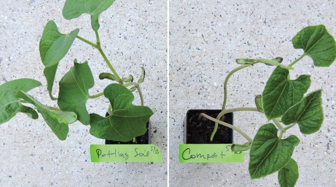 Symptoms of leaf and petiole distortion on samples were consistent with chemical injury from a growth regulator-type of herbicide.