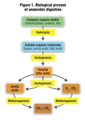 Figure 1. Biological process of anaerobic digestion