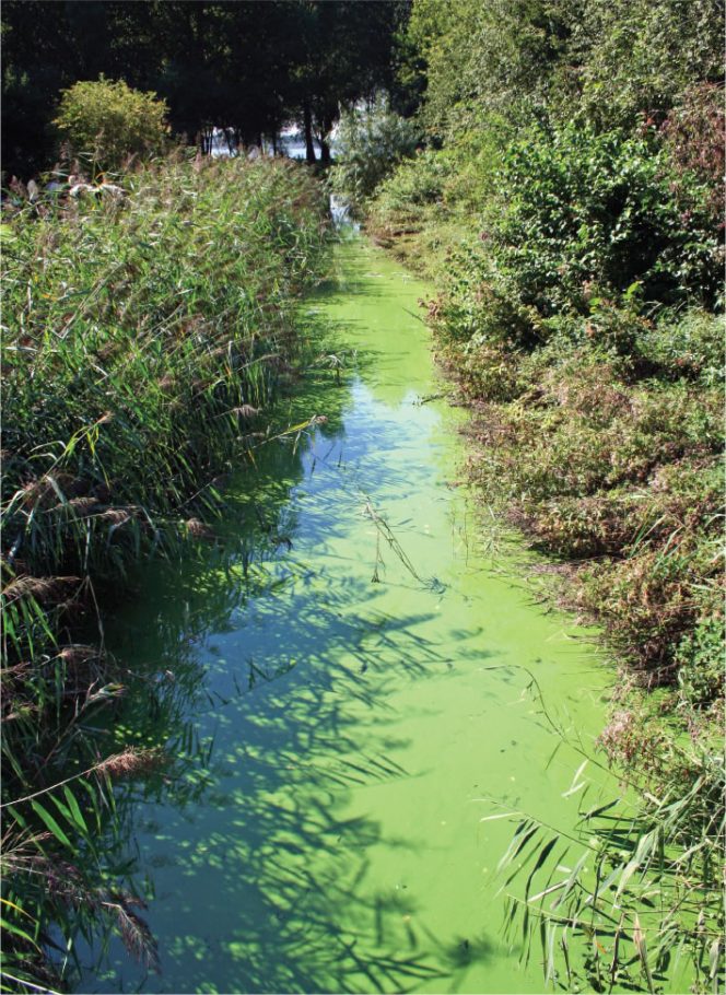 Excess amounts of phosphate can cause algae blooms to occur. Inorganic forms of phosphate pose the greatest risk to water quality.