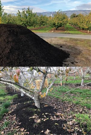 Orchards and agriculture are Dirt Hugger’s primary compost customers. The company is introducing custom blends based on soil needs in the orchards.
