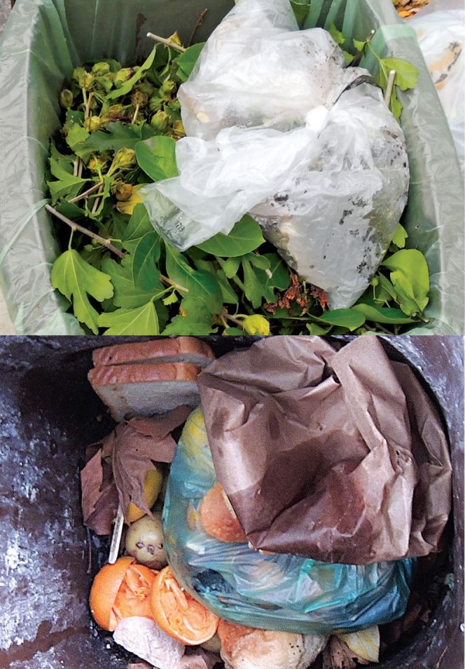 Residents are encouraged to use compostable bags for their food scraps (top) to help keep the bin clean, but are allowed to use clear plastic liners for convenience (bottom).