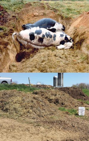 Carcasses placed on carbon layer in shallow trench (top). Completed installation of mesophillic static pile composting system.