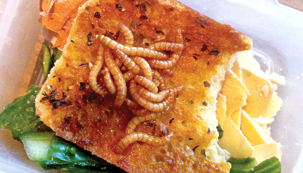 Good grub: 13 edible bugs