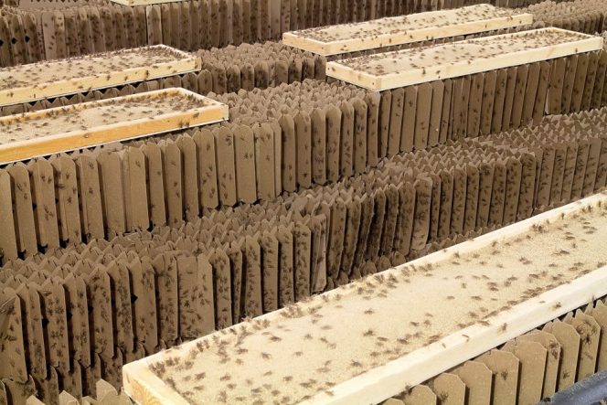 Crickets are raised in "cricket condos" comprised of cardboard partitions or egg-flat-like structures. In this photo, some "condos" have feeding trays (lighter, rectangular objects) sitting on top of them.
