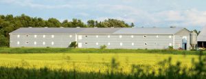 This cricket barn is approximately 20,000 sq. ft. and houses 35 million crickets.