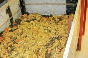 Fermented food scraps are added to the vermicomposting bins (below right) for the worms to “finish the job.”