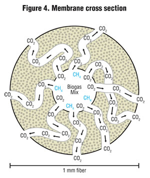 Figure 4. Membrane cross section