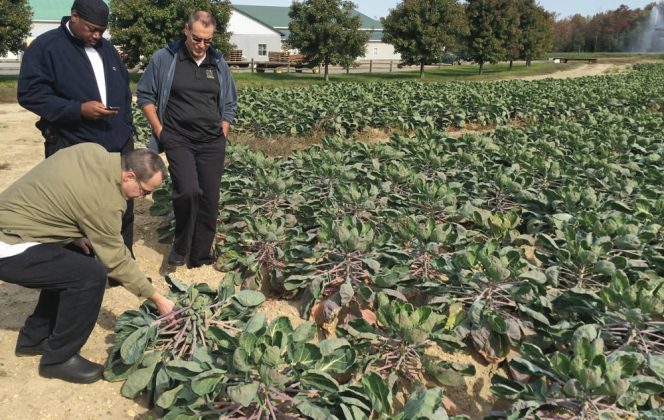 Bon Appétit brings its chefs to the farm fields to see if there are products they can use, such as Brussels sprout leaves.
