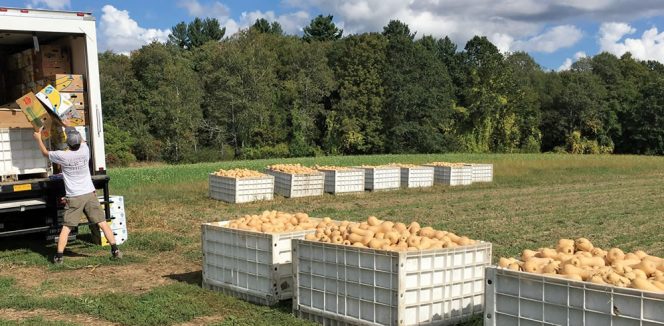 Boston Area Gleaners worked with The Food Project in Lincoln (MA) to glean butternut squash.