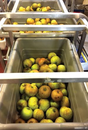 Over 2 tons of surplus apples were brought to CommonWealth Kitchen for processing.