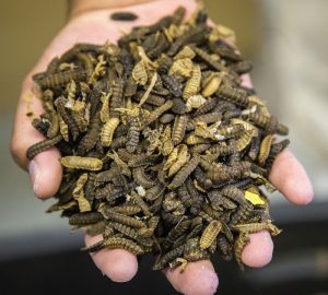 Black soldier fly larvae