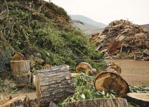 Incoming feedstocks at the Teton site include yard trimmings, horse manure, brush, trees and C&D material.