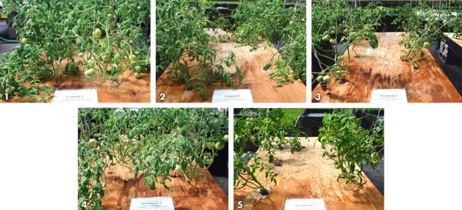 Tomato experimental treatments from 100% nutrient solution (1) to 50% nutrient solution and water (2) to increasing amounts of vermicompost tea — from least (about 15%) to most (>50%) (3,4,5). 