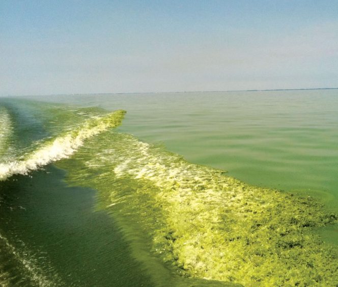 Lake Erie’s water quality vastly improved after implementation of the Clean Water Act. Over 40 years later, Lake Erie is consistently back in the news due to harmful algal blooms.