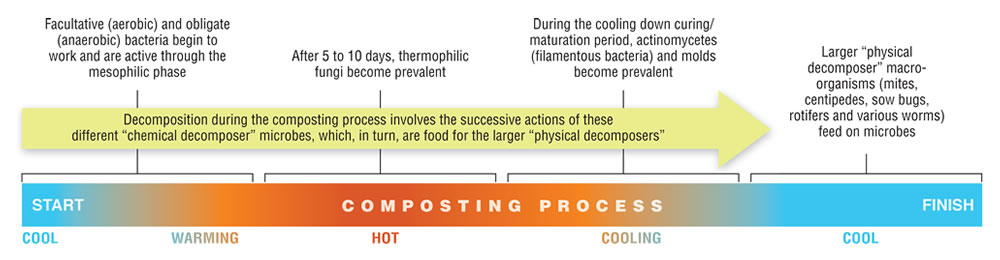 A remarkable aspect of composting is the more or less complete replacement of one set of microbes with another set, and then another, as the process works its way through the different temperature zones.