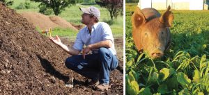 USDA-sponsored research to control swine parasites via compost application is joint effort between University of Minnesota, Kutztown University and Rodale Institute.