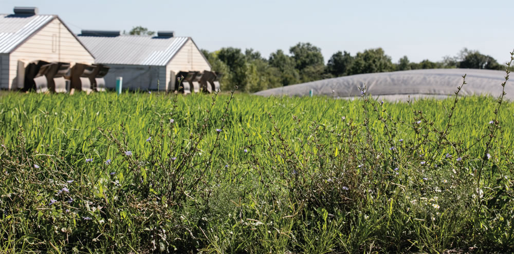 Smithfield Foods, Inc. and Roeslein Alternative Energy (RAE) announce joint venture: Monarch Bioenergy. Partnership will produce RNG from Missouri hog farm manure, deliver ecological services and develop wildlife habitat for monarch butterflies.