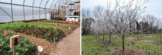 The hands-on practical application of classroom lessons takes place in the prison’s 200-tree orchard (far right), greenhouse (right), and composting facility. Skills taught include raised bed construction and weed management.