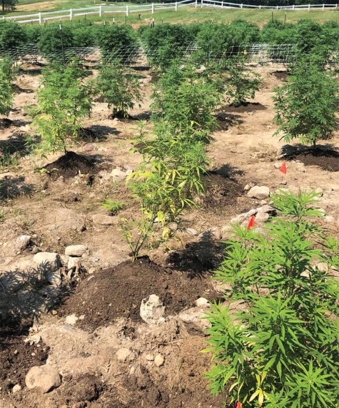 Compost from Windham Solid Waste District's (Brattleboro, Vermont) is being used on this industrial hemp in Massachusetts.