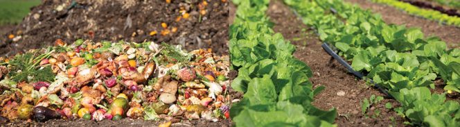 Haderlie Farms supplies area food establishments with produce. It started out taking back food scraps to feed its pigs, but then expanded to start WyoFarm, a commercial composting operation.