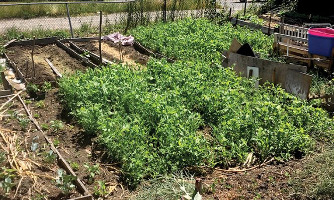 Community garden