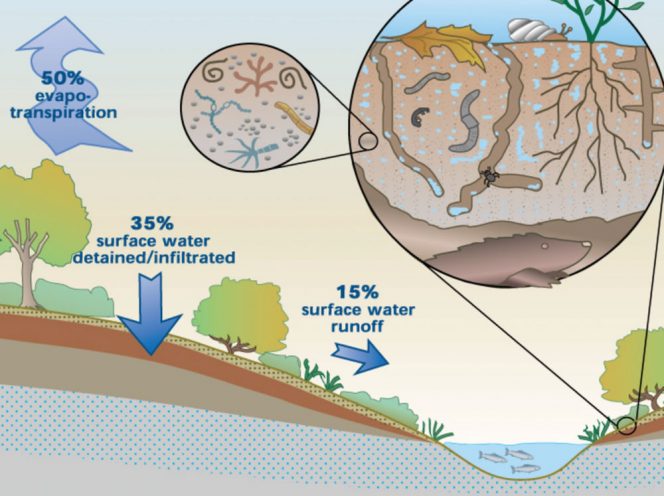 Soils For Salmon